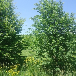 Липа мелколистная (Tilia cordata) кустовая
