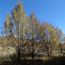Липа мелколистная (Tilia cordata) кустовая