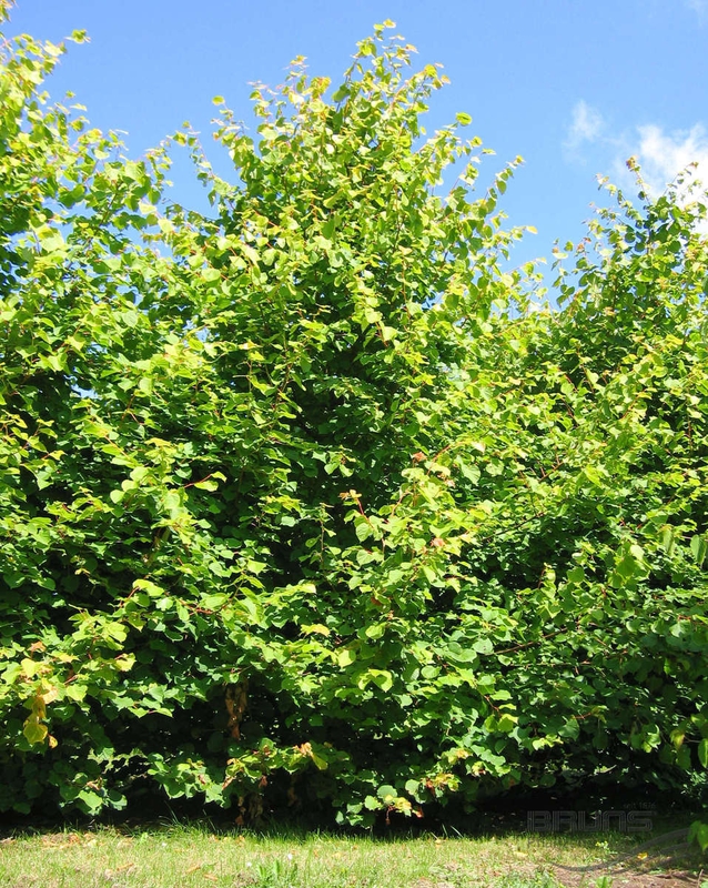 Липа мелколистная Винтер Оранж (Tilia cordata 'Winter Orange')