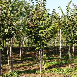 Липа крупнолистная Тип Текериш (Tilia platyphyllos 'Typ Tekerisch')