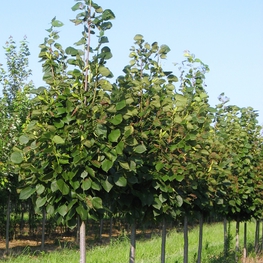 Липа американская Редмонд (Tilia americana 'Redmond')