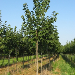 Липа американская Сентри (Tilia americana 'Sentry')