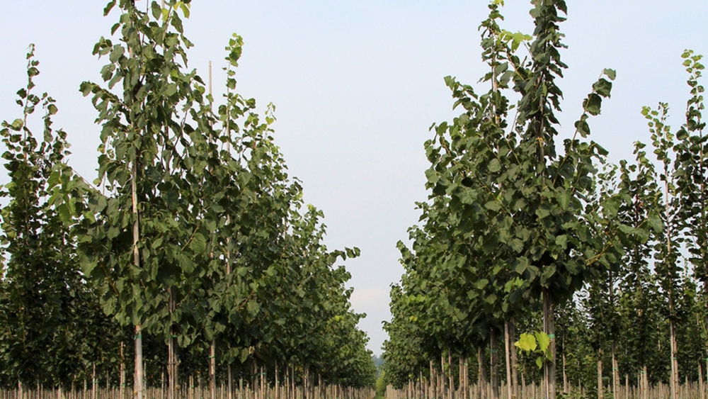 Липа желтеющая Гленлевен (Tilia x flavescens 'Glenleven')