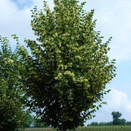 Липа мелколистная Корзам (Tilia cordata 'Corzam')