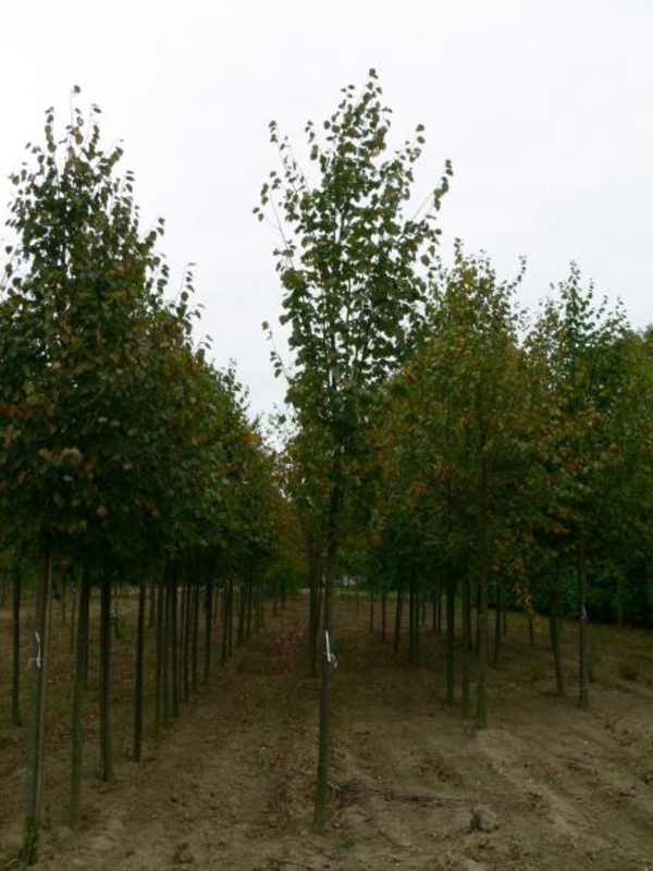 Липа сердцевидная Роельво (Tilia cordata 'Roelvo')