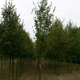 Липа сердцевидная Роельво (Tilia cordata 'Roelvo')