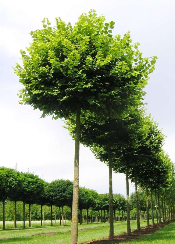 Липа крупнолистная Паннония (Tilia platyphyllos 'Pannonia')