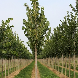Липа американская Нова (Tilia americana 'Nova')