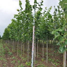 Липа европейская Эухлора (Tilia x euchlora)