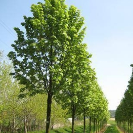 Липа войлочная Брабант (Tilia tomentosa 'Brabant')