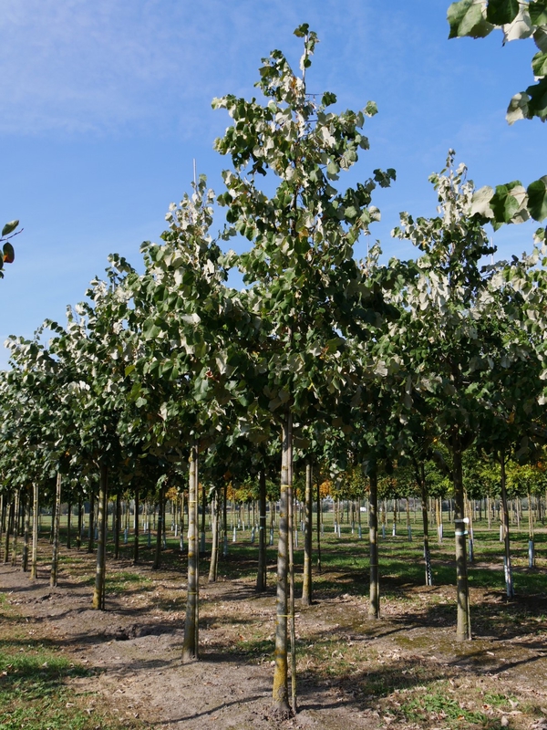 Липа войлочная (Tilia tomentosa)