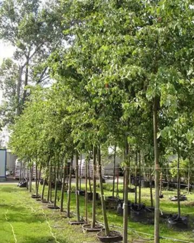 Липа мелколистная Дила (Tilia cordata 'Dila')