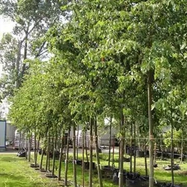 Липа мелколистная Дила (Tilia cordata 'Dila')