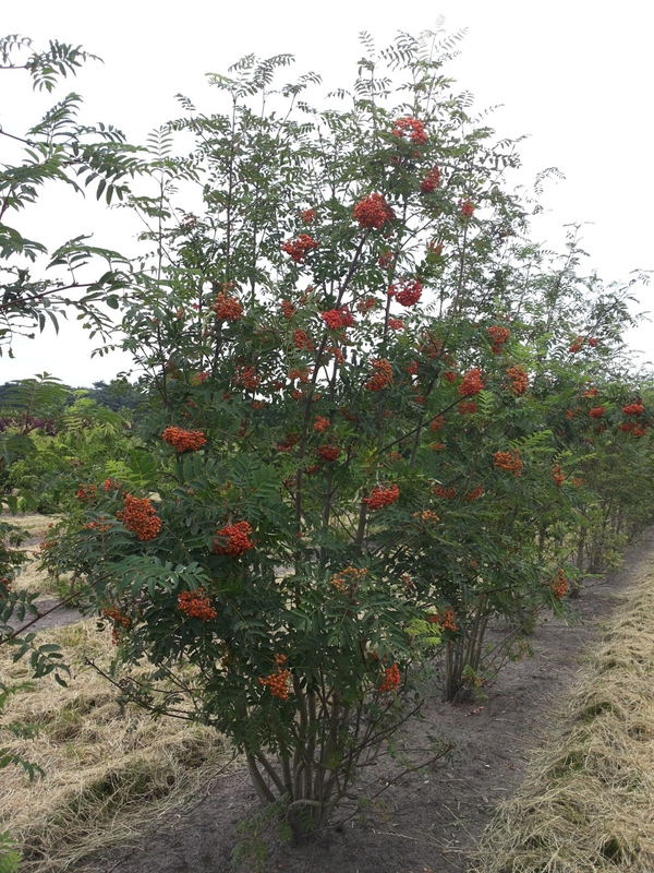 Рябина (Sorbus) кустовая