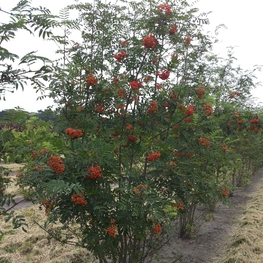 Рябина (Sorbus) кустовая