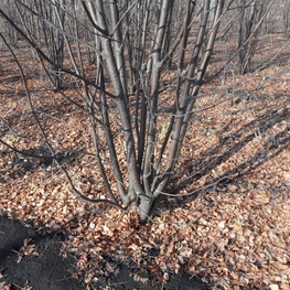 Рябина (Sorbus) кустовая