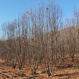 Рябина (Sorbus) кустовая