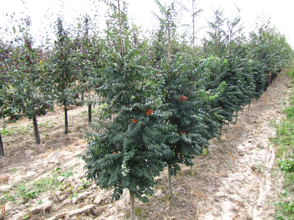 Рябина обыкновенная Фастигиата (Sorbus aucuparia 'Fastigiata')