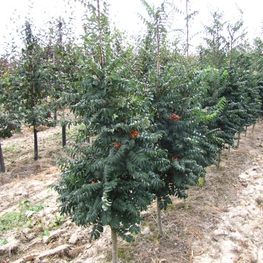 Рябина обыкновенная Фастигиата (Sorbus aucuparia 'Fastigiata')