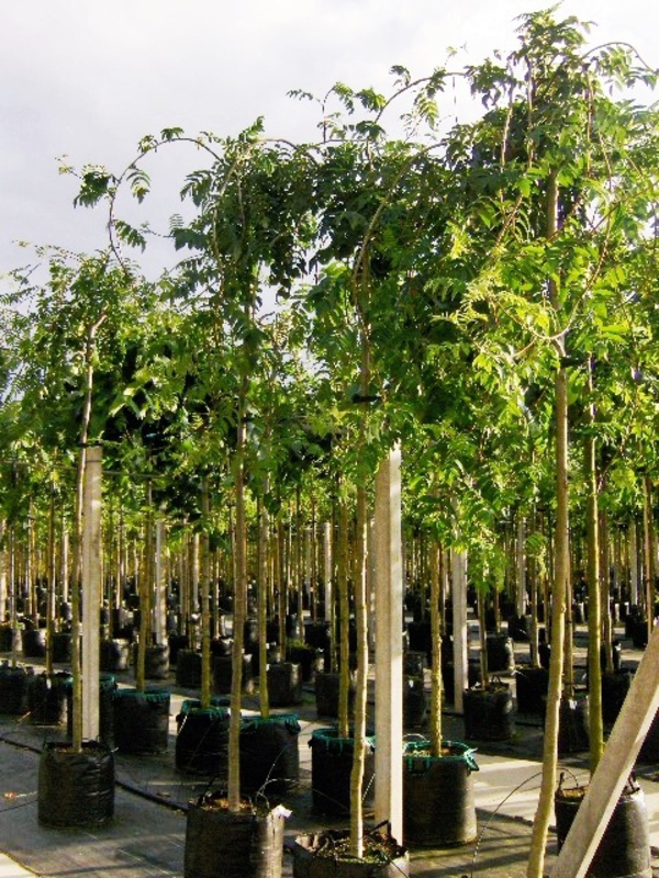 Рябина обыкновенная Пендула (Sorbus aucuparia 'Pendula')