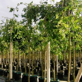 Рябина обыкновенная Пендула (Sorbus aucuparia 'Pendula')