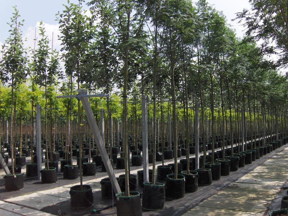 Рябина обыкновенная Ширвотер Сидлинг (Sorbus aucuparia 'Sheerwater Seedling')