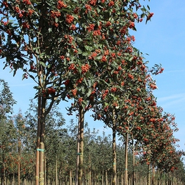 Рябина тюрингская Фастигиата (Sorbus x thuringiaca 'Fastigiata')