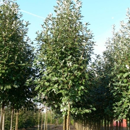 Рябина круглолистная Магнифика (Sorbus aria 'Magnifica')