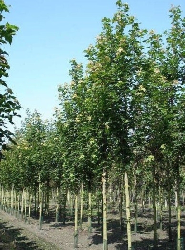 Рябина промежуточная Брауверс (Sorbus intermedia 'Brouwers')