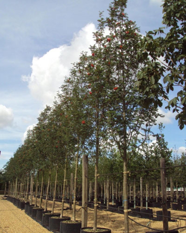 Рябина обыкновенная (Sorbus aucuparia)