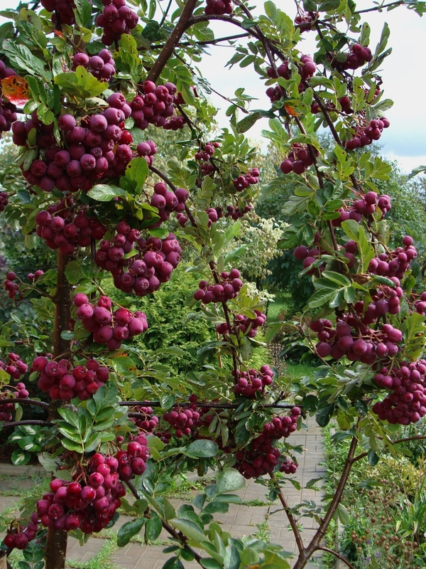 Рябина Гранатная (Sorbus 'Granatnaja')