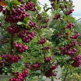 Рябина Гранатная (Sorbus 'Granatnaja')