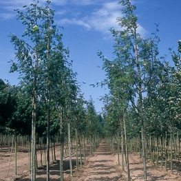 Рябина обыкновенная Веттра (Sorbus aucuparia 'Wettra')