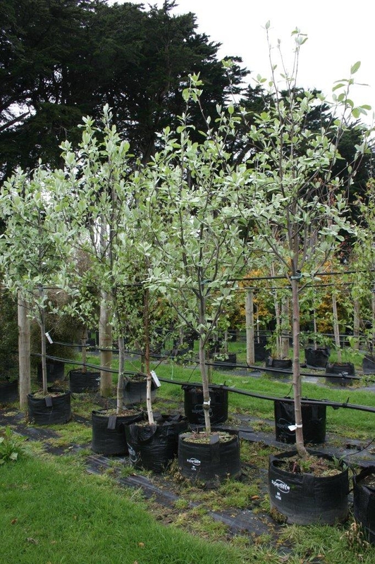 Рябина круглолистная Лютесценс (Sorbus aria 'Lutescens')