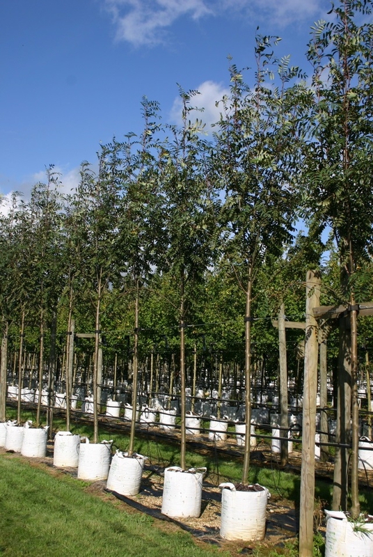 Рябина обыкновенная Россика Мажор (Sorbus aucuparia 'Rossica Major')