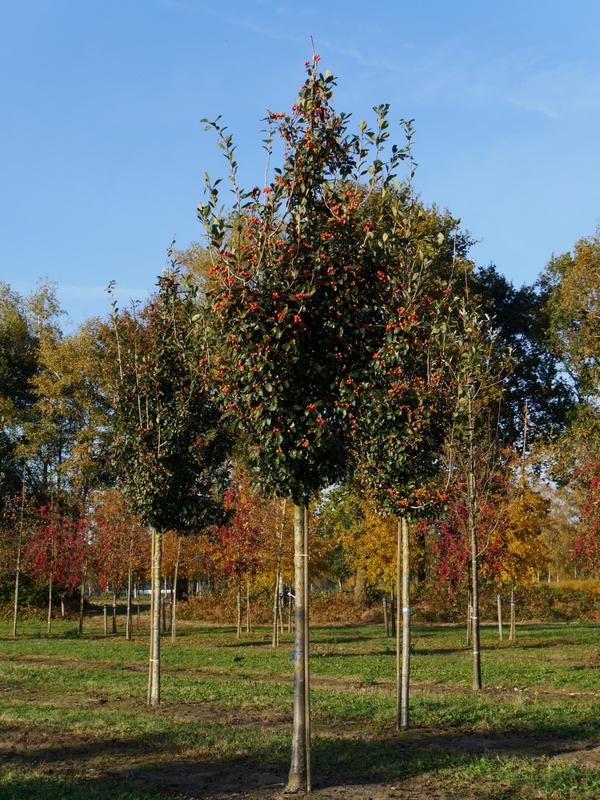 Рябина круглолистная Ария (Sorbus aria)
