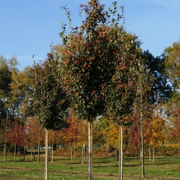 Рябина круглолистная Ария (Sorbus aria)