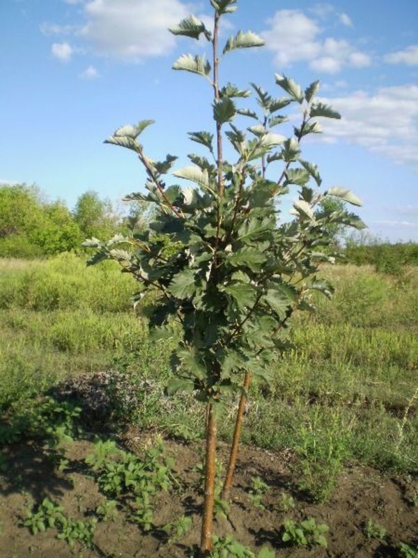 Рябина глоговина (Sorbus torminalis)