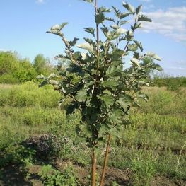 Рябина глоговина (Sorbus torminalis)