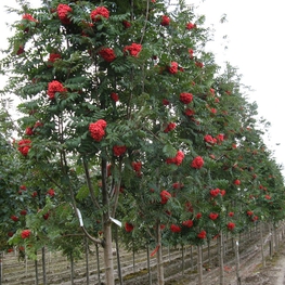 Рябина Алая крупная (Sorbus 'Alaja Krupnaja')