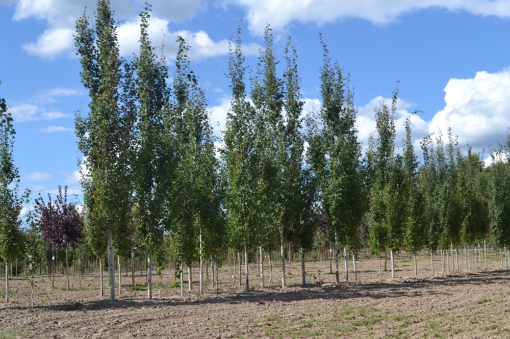 Тополь дрожащий Эректа (Populus tremula 'Erecta')