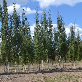 Тополь дрожащий Эректа (Populus tremula 'Erecta')