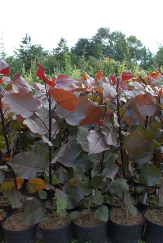 Тополь дельтовидный Пёрпл Тауэр (Populus deltoides 'Purple Tower')