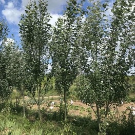 Тополь белый Ракет (Populus alba 'Raket')