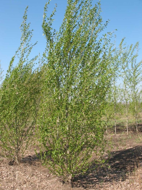 Тополь китайский пирамидальный (Populus simonii 'Fastigiata')