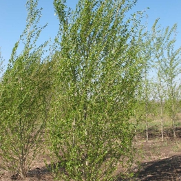 Тополь китайский пирамидальный (Populus simonii 'Fastigiata')