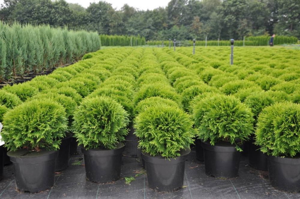 Туя западная Даника (Thuja occidentalis 'Danica')