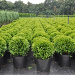 Туя западная Даника (Thuja occidentalis 'Danica')