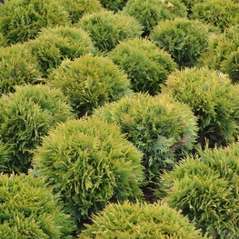 Туя западная Даника (Thuja occidentalis 'Danica')