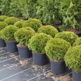 Туя западная Даника (Thuja occidentalis 'Danica')